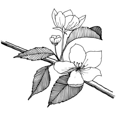 Elma izole bir vektör stil çiçeklenir. Bitki tam adı: elma çiçekler. Arka plan, doku, sarıcı desen, çerçeve veya kenarlık için vektör çiçek.