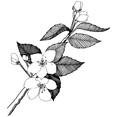 Elma izole bir vektör stil çiçeklenir. Bitki tam adı: elma çiçekler. Arka plan, doku, sarıcı desen, çerçeve veya kenarlık için vektör çiçek.