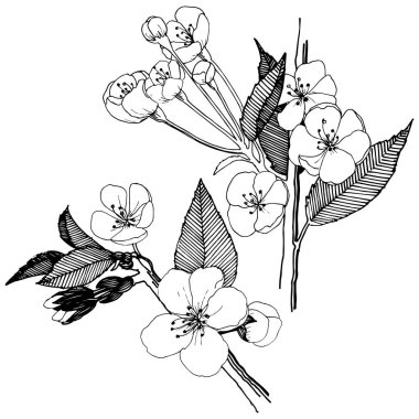 Elma izole bir vektör stil çiçeklenir. Bitki tam adı: elma çiçekler. Arka plan, doku, sarıcı desen, çerçeve veya kenarlık için vektör çiçek.