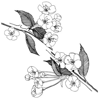 Elma izole bir vektör stil çiçeklenir. Bitki tam adı: elma çiçekler. Arka plan, doku, sarıcı desen, çerçeve veya kenarlık için vektör çiçek.