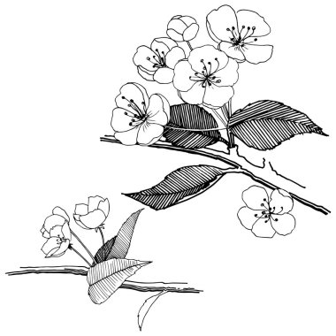 Elma izole bir vektör stil çiçeklenir. Bitki tam adı: elma çiçekler. Arka plan, doku, sarıcı desen, çerçeve veya kenarlık için vektör çiçek.