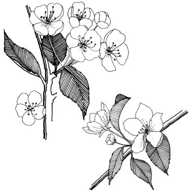 Elma izole bir vektör stil çiçeklenir. Bitki tam adı: elma çiçekler. Arka plan, doku, sarıcı desen, çerçeve veya kenarlık için vektör çiçek.