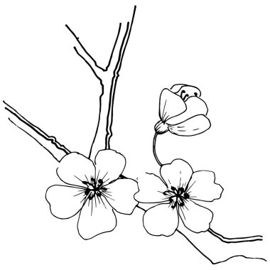 Sakura izole bir vektör tarzı. Bitki tam adı: sakura. Arka plan, doku, sarıcı desen, çerçeve veya kenarlık için vektör çiçek.