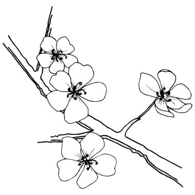 Sakura izole bir vektör tarzı. Bitki tam adı: sakura. Arka plan, doku, sarıcı desen, çerçeve veya kenarlık için vektör çiçek.