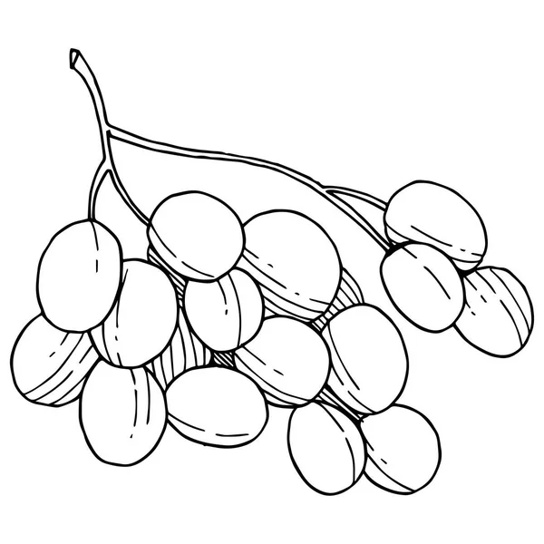 Üzüm sağlıklı gıda izole bir vektör tarzı. Meyve tam adı: üzüm. Vektör arka plan, doku, sarıcı desen veya menü yabani meyve.