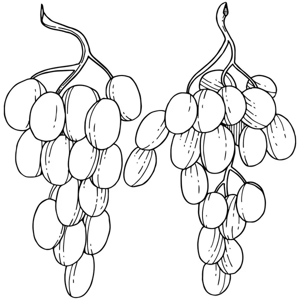 Üzüm sağlıklı gıda izole bir vektör tarzı. Meyve tam adı: üzüm. Vektör arka plan, doku, sarıcı desen veya menü yabani meyve.
