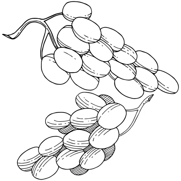 Üzüm sağlıklı gıda izole bir vektör tarzı. Meyve tam adı: üzüm. Vektör arka plan, doku, sarıcı desen veya menü yabani meyve.