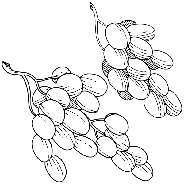 Üzüm sağlıklı gıda izole bir vektör tarzı. Meyve tam adı: üzüm. Vektör arka plan, doku, sarıcı desen veya menü yabani meyve.