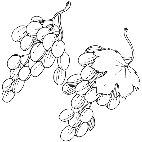 Üzüm sağlıklı gıda izole bir vektör tarzı. Meyve tam adı: üzüm. Vektör arka plan, doku, sarıcı desen veya menü yabani meyve.