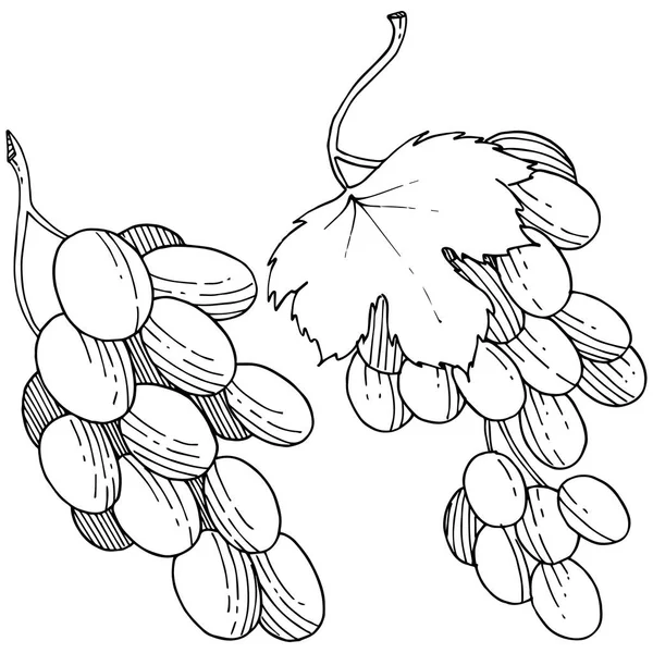 Üzüm sağlıklı gıda izole bir vektör tarzı. Meyve tam adı: üzüm. Vektör arka plan, doku, sarıcı desen veya menü yabani meyve.