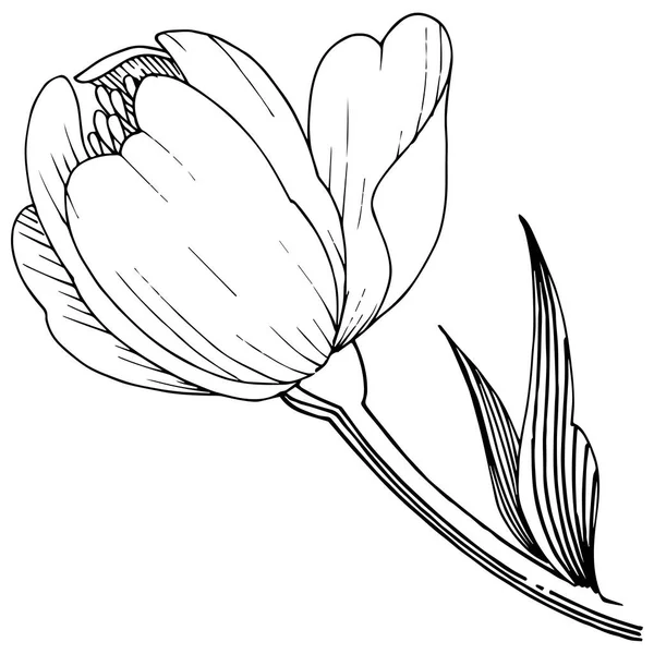 Παιωνία Αγριολούλουδα Ένα Στυλ Διάνυσμα Απομονωμένη Πλήρης Ονομασία Του Φυτού — Διανυσματικό Αρχείο