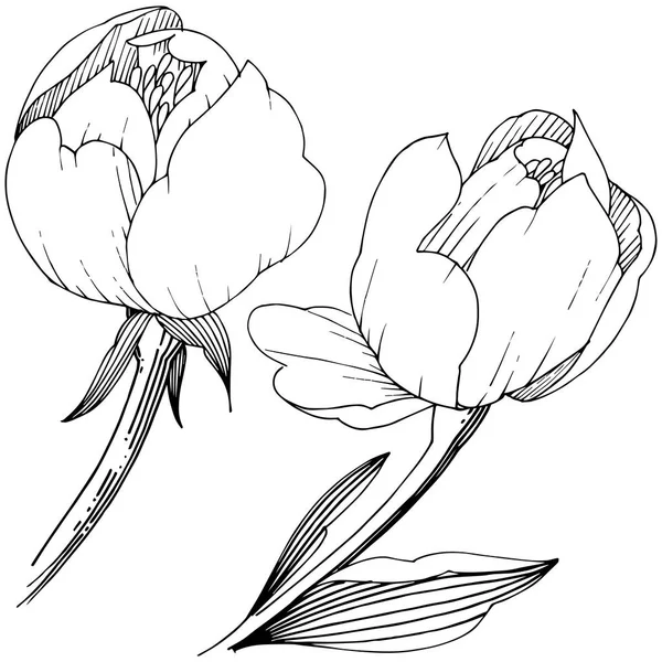Пион Диких Цветов Изолированном Векторном Стиле Полное Название Растения Пион — стоковый вектор