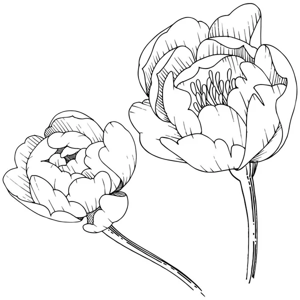 Пион Диких Цветов Изолированном Векторном Стиле Полное Название Растения Пион — стоковый вектор