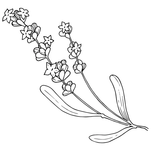 分離されたベクター スタイルの花ラベンダー 植物の完全な名前 ラベンダー テクスチャ ラッパー パターン 枠や図面枠のベクターの花 — ストックベクタ