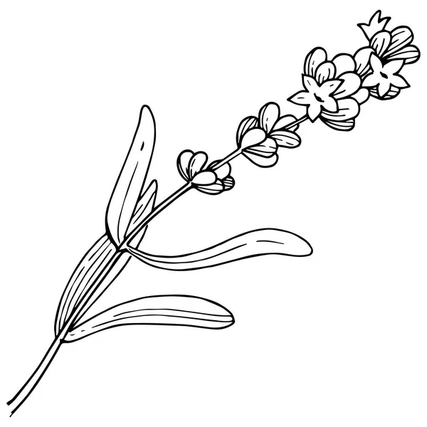 Kwiat Lawendy Stylu Wektor Białym Tle Pełna Nazwa Zakładu Lawenda — Wektor stockowy