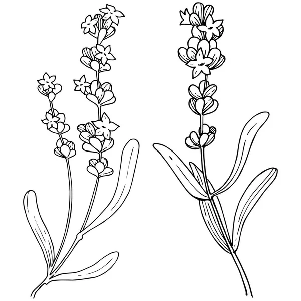 Çiçek lavanta izole bir vektör tarzı. Bitki tam adı: lavanta. Arka plan, doku, sarıcı desen, çerçeve veya kenarlık için vektör çiçek.