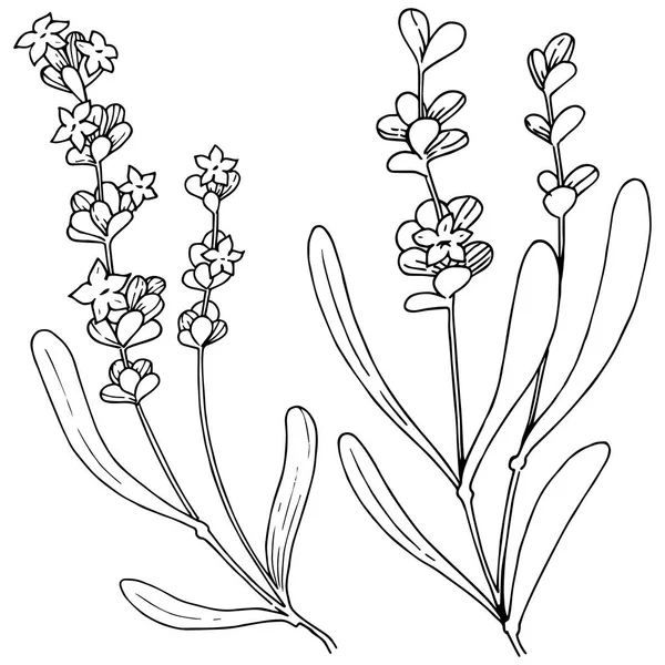 Çiçek lavanta izole bir vektör tarzı. Bitki tam adı: lavanta. Arka plan, doku, sarıcı desen, çerçeve veya kenarlık için vektör çiçek.