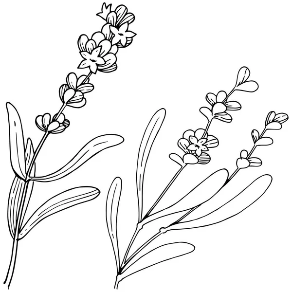 Çiçek lavanta izole bir vektör tarzı. Bitki tam adı: lavanta. Arka plan, doku, sarıcı desen, çerçeve veya kenarlık için vektör çiçek.