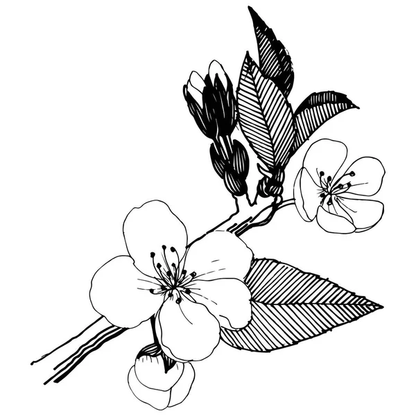 Elma izole bir vektör stil çiçeklenir. Bitki tam adı: elma çiçekler. Arka plan, doku, sarıcı desen, çerçeve veya kenarlık için vektör çiçek.