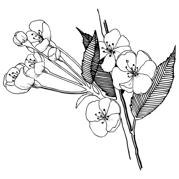 Elma izole bir vektör stil çiçeklenir. Bitki tam adı: elma çiçekler. Arka plan, doku, sarıcı desen, çerçeve veya kenarlık için vektör çiçek.