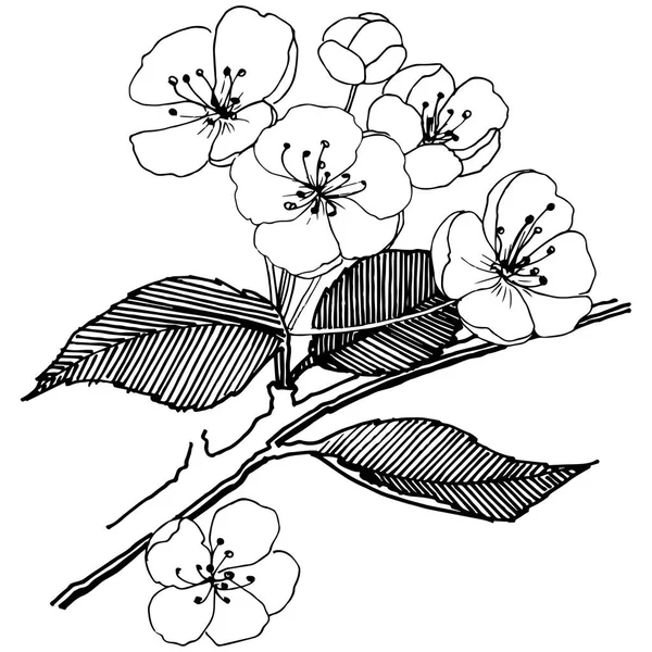Apple Λουλούδια Ένα Στυλ Διάνυσμα Απομονωμένη Πλήρης Ονομασία Του Φυτού — Διανυσματικό Αρχείο