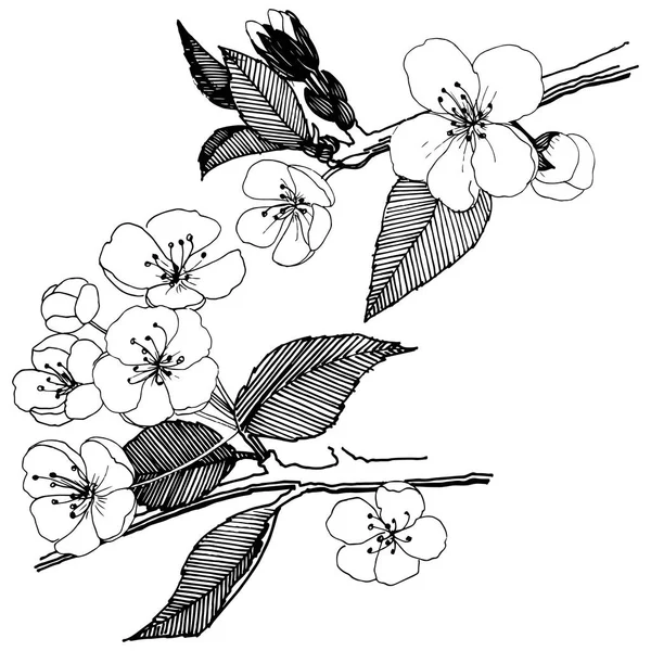 Apple Λουλούδια Ένα Στυλ Διάνυσμα Απομονωμένη Πλήρης Ονομασία Του Φυτού — Διανυσματικό Αρχείο