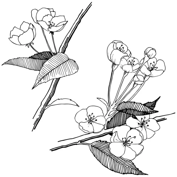 Elma izole bir vektör stil çiçeklenir. Bitki tam adı: elma çiçekler. Arka plan, doku, sarıcı desen, çerçeve veya kenarlık için vektör çiçek.