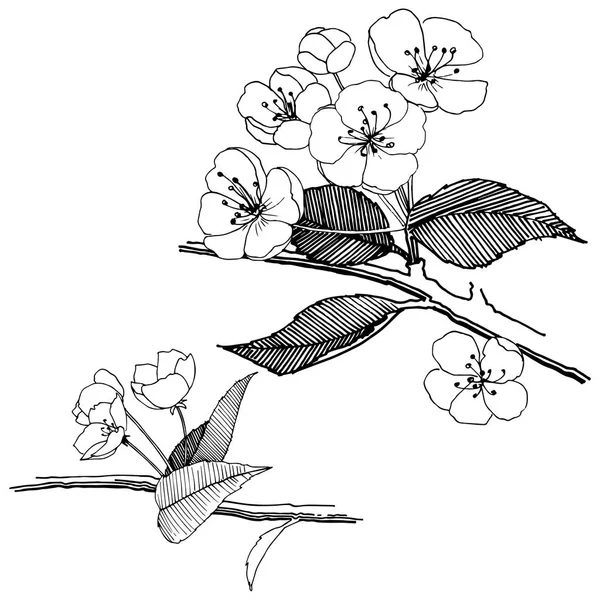 Elma izole bir vektör stil çiçeklenir. Bitki tam adı: elma çiçekler. Arka plan, doku, sarıcı desen, çerçeve veya kenarlık için vektör çiçek.