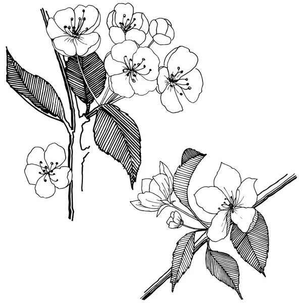 Elma izole bir vektör stil çiçeklenir. Bitki tam adı: elma çiçekler. Arka plan, doku, sarıcı desen, çerçeve veya kenarlık için vektör çiçek.