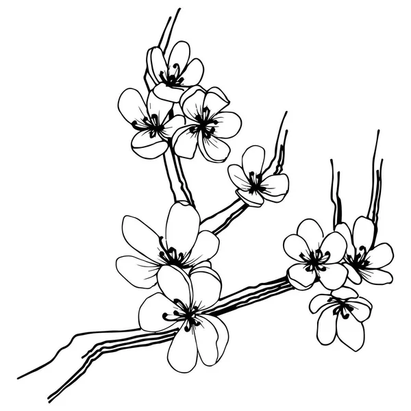 Sakura izole bir vektör tarzı. Bitki tam adı: sakura. Arka plan, doku, sarıcı desen, çerçeve veya kenarlık için vektör çiçek.