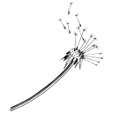 Kır çiçeği izole bir vektör tarzda karahindiba. Bitki tam adı: karahindiba. Arka plan, doku, sarıcı desen, çerçeve veya kenarlık için vektör çiçek.