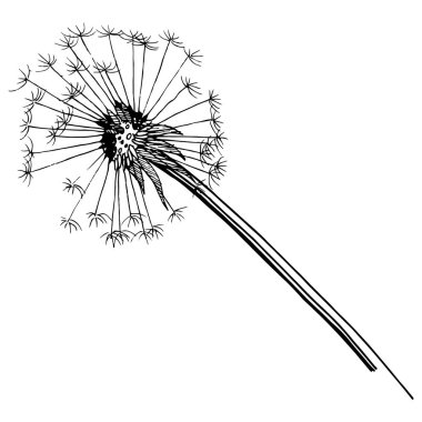 Kır çiçeği izole bir vektör tarzda karahindiba. Bitki tam adı: karahindiba. Arka plan, doku, sarıcı desen, çerçeve veya kenarlık için vektör çiçek.