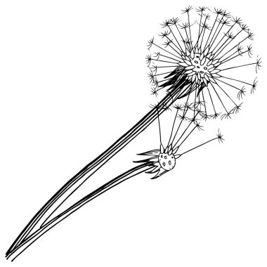 Kır çiçeği izole bir vektör tarzda karahindiba. Bitki tam adı: karahindiba. Arka plan, doku, sarıcı desen, çerçeve veya kenarlık için vektör çiçek.