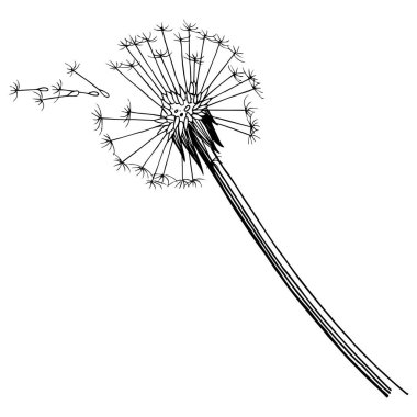 Kır çiçeği izole bir vektör tarzda karahindiba. Bitki tam adı: karahindiba. Arka plan, doku, sarıcı desen, çerçeve veya kenarlık için vektör çiçek.