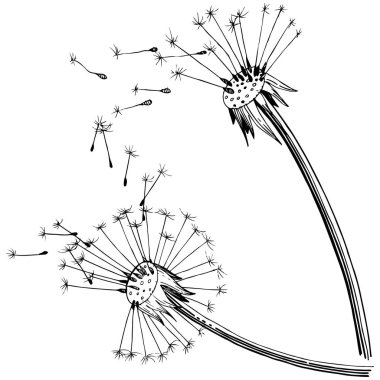 Kır çiçeği izole bir vektör tarzda karahindiba. Bitki tam adı: karahindiba. Arka plan, doku, sarıcı desen, çerçeve veya kenarlık için vektör çiçek.
