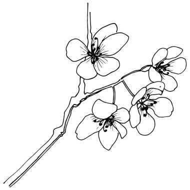 Sakura izole bir vektör tarzı. Bitki tam adı: sakura. Arka plan, doku, sarıcı desen, çerçeve veya kenarlık için vektör çiçek.