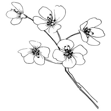 Sakura izole bir vektör tarzı. Bitki tam adı: sakura. Arka plan, doku, sarıcı desen, çerçeve veya kenarlık için vektör çiçek.