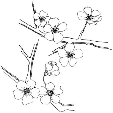 Sakura izole bir vektör tarzı. Bitki tam adı: sakura. Arka plan, doku, sarıcı desen, çerçeve veya kenarlık için vektör çiçek.