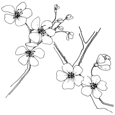 Sakura izole bir vektör tarzı. Bitki tam adı: sakura. Arka plan, doku, sarıcı desen, çerçeve veya kenarlık için vektör çiçek.