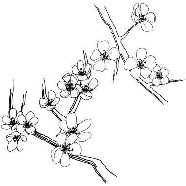 Sakura izole bir vektör tarzı. Bitki tam adı: sakura. Arka plan, doku, sarıcı desen, çerçeve veya kenarlık için vektör çiçek.