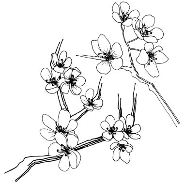 Sakura izole bir vektör tarzı. Bitki tam adı: sakura. Arka plan, doku, sarıcı desen, çerçeve veya kenarlık için vektör çiçek.