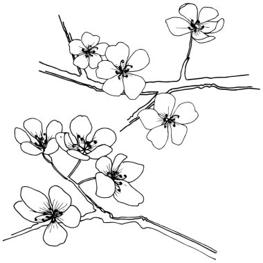 Sakura izole bir vektör tarzı. Bitki tam adı: sakura. Arka plan, doku, sarıcı desen, çerçeve veya kenarlık için vektör çiçek.