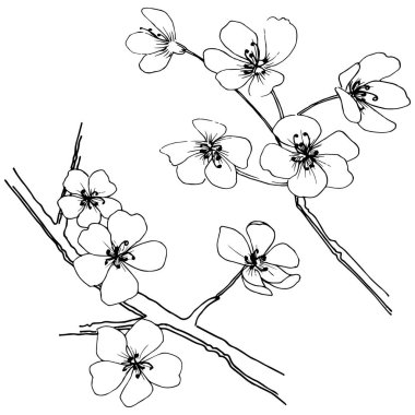 Sakura izole bir vektör tarzı. Bitki tam adı: sakura. Arka plan, doku, sarıcı desen, çerçeve veya kenarlık için vektör çiçek.