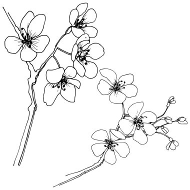 Sakura izole bir vektör tarzı. Bitki tam adı: sakura. Arka plan, doku, sarıcı desen, çerçeve veya kenarlık için vektör çiçek.