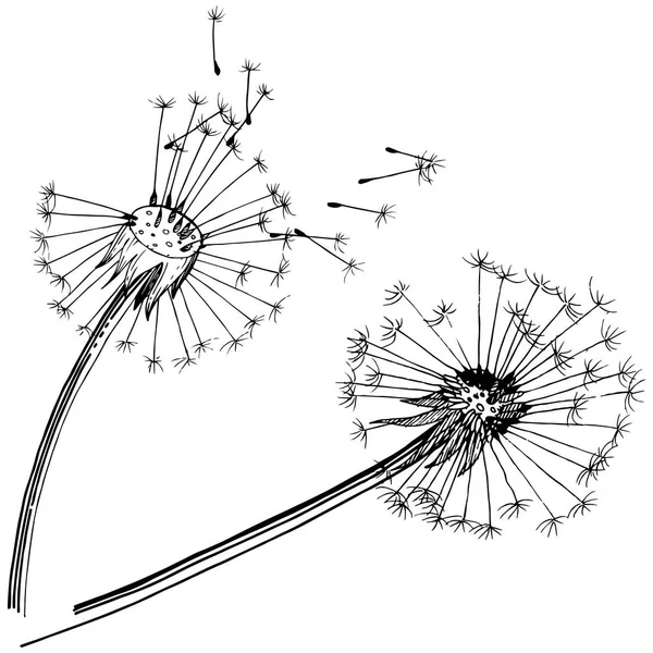 Pissenlit Fleurs Sauvages Dans Style Vectoriel Isolé Nom Complet Plante — Image vectorielle