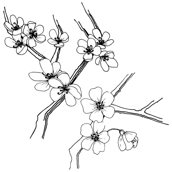 Сакура Стилі Вектор Ізольовані Повна Назва Рослини Сакура Вектор Квітка — стоковий вектор