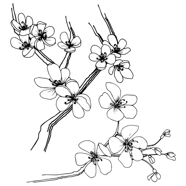 Sakura izole bir vektör tarzı. Bitki tam adı: sakura. Arka plan, doku, sarıcı desen, çerçeve veya kenarlık için vektör çiçek.