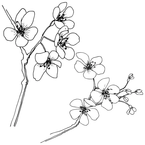 Sakura izole bir vektör tarzı. Bitki tam adı: sakura. Arka plan, doku, sarıcı desen, çerçeve veya kenarlık için vektör çiçek.