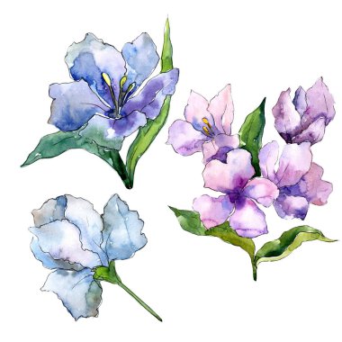 Mor ve mavi alstroemeria çiçekler. Botanik çiçek. İzole illüstrasyon öğesi. Arka plan, doku, sarıcı desen, çerçeve veya kenarlık için Aquarelle kır çiçeği.
