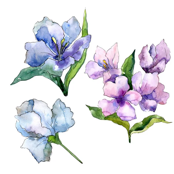 Lila Och Blå Alstroemeria Blommor Blommig Botaniska Blomma Isolerade Illustration — Stockfoto